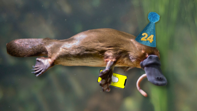 Biologists Find Oldest Ever Wild Platypus In Melb, Aged 24 Y.O. AKA Too Old To Still Use Snapchat