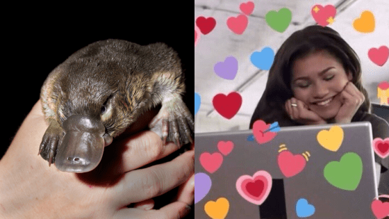 A Baby Platypus (Called A Puggle!!) Is Being Celebrated As A ‘Miracle’ In This Rewilding Project