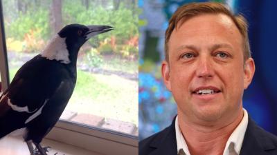 Petition To Return Molly The Magpie Gets Show Of Support From Queensland Premier Steven Miles