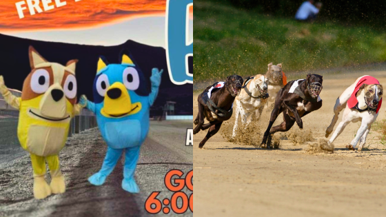 Tassie Sports Club Defends Using Characters From Bluey To Promote Greyhound Racing Event