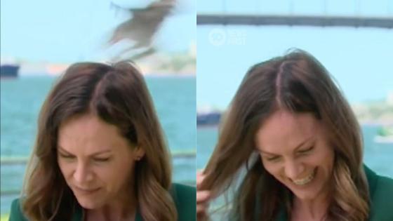 Shout Out To This Ch 10 Journo Who Got Relentlessly Swooped By A Bird On TV But Carried On Anyway