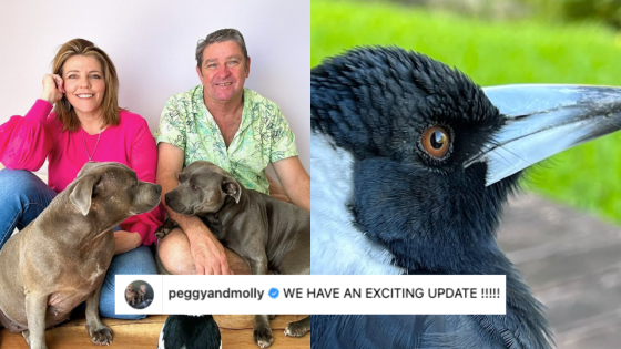 Molly The Magpie’s Gold Coast ‘Owners’ Get Some Good News After Days Of Sad-Posting On Main