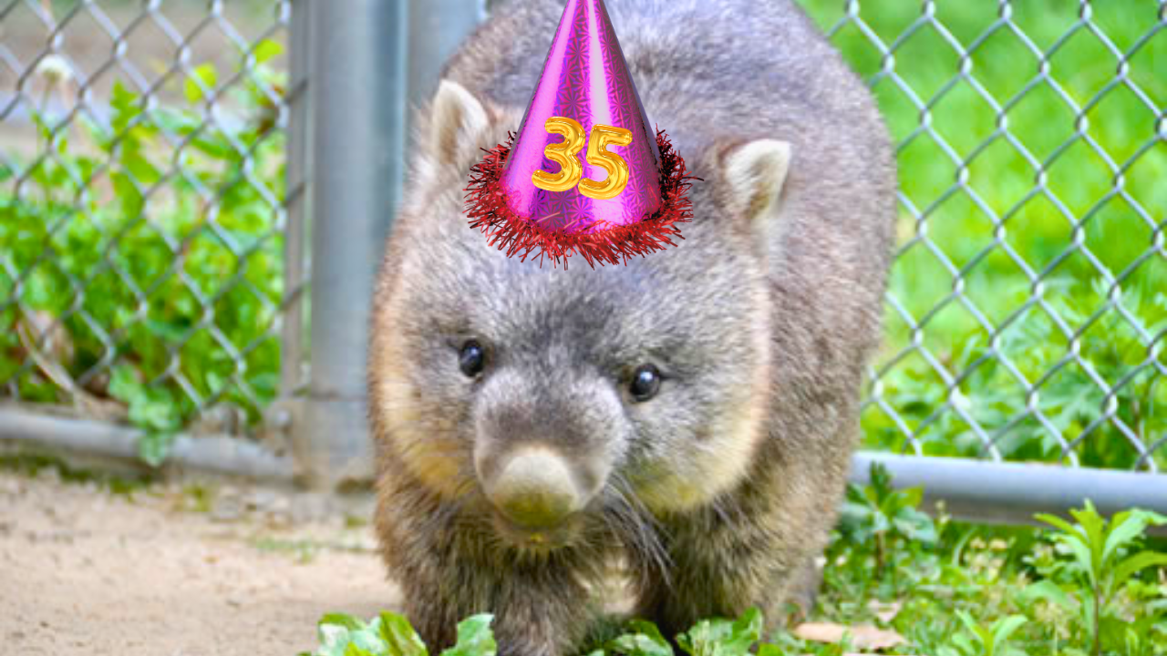The World’s Oldest Wombat Is Turning 35, So When Do You Think He’ll Start Doing Half Marathons?
